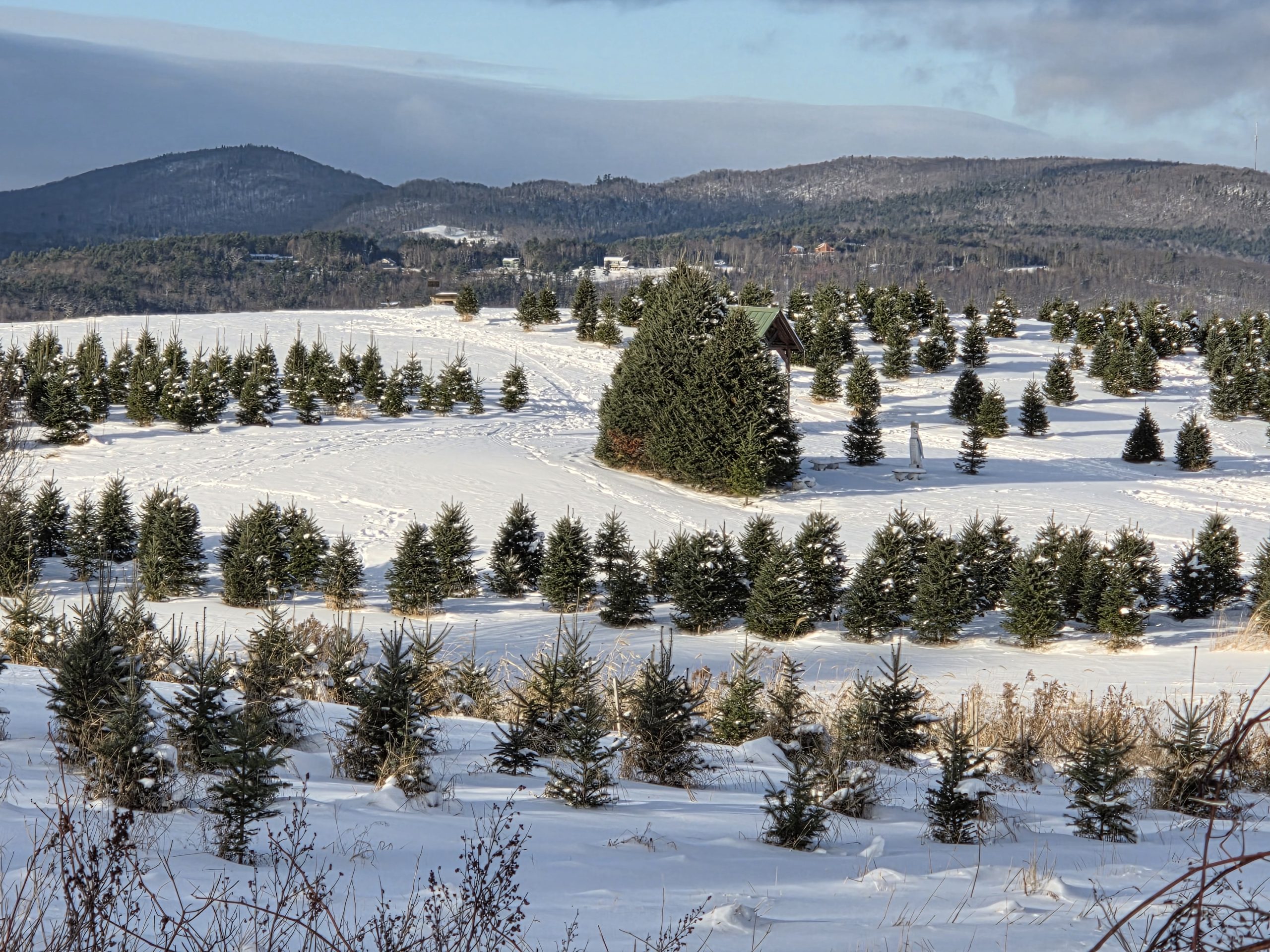 Cutting our Christmas tree at The Rocks in Bethlehem New Hampshire