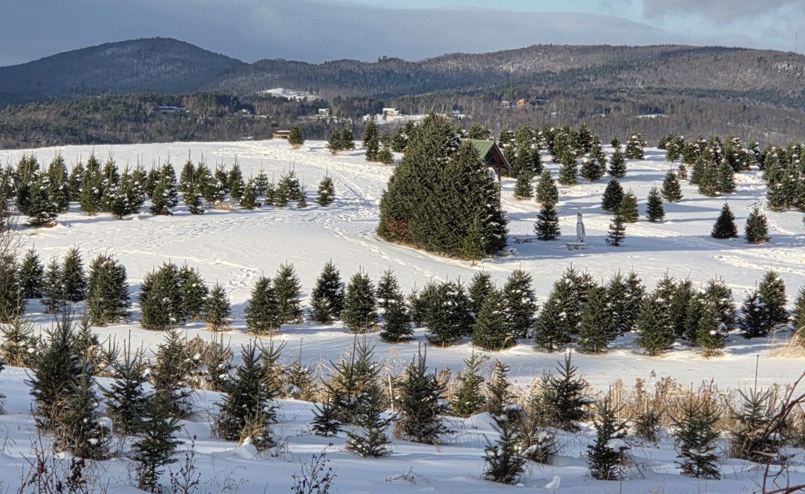 Cutting our Christmas tree at The Rocks in Bethlehem New Hampshire
